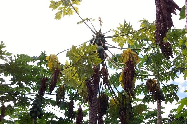 Embrapa inicia estudos para identificar anomalia que vem atacando mamoeiros de Roraima