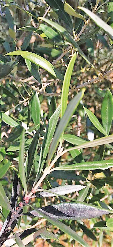 Figura 4 - Ramo de oliveira com cochonilha-negra e folhas e ramos de oliveira com a presença de fumagina.