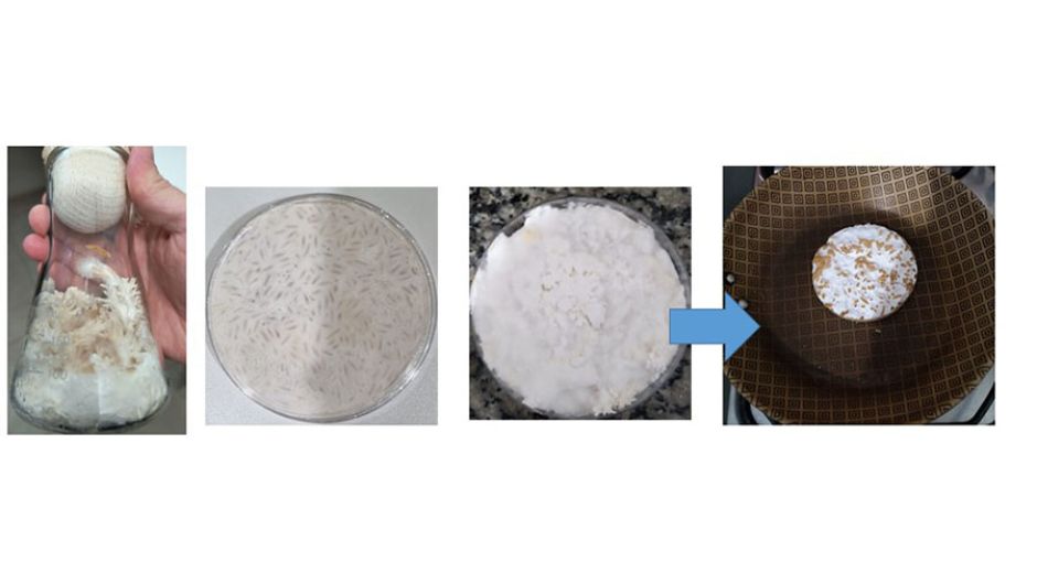 Shimeji sendo produzido em arroz parboilizado para consumo