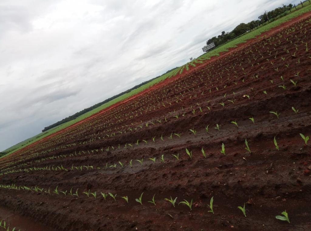 Ferramentas ajudam produtor a ter mais eficiência na semeadura do milho safrinha