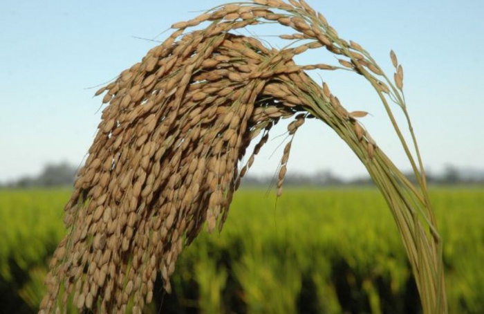 Arrendamento de áreas é o principal componente do custo de produção do arroz em Santa Catarina