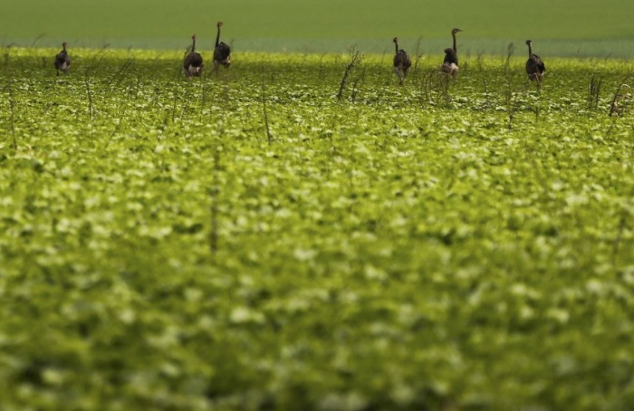 Proagro exigirá fotos georreferenciadas em vistorias
