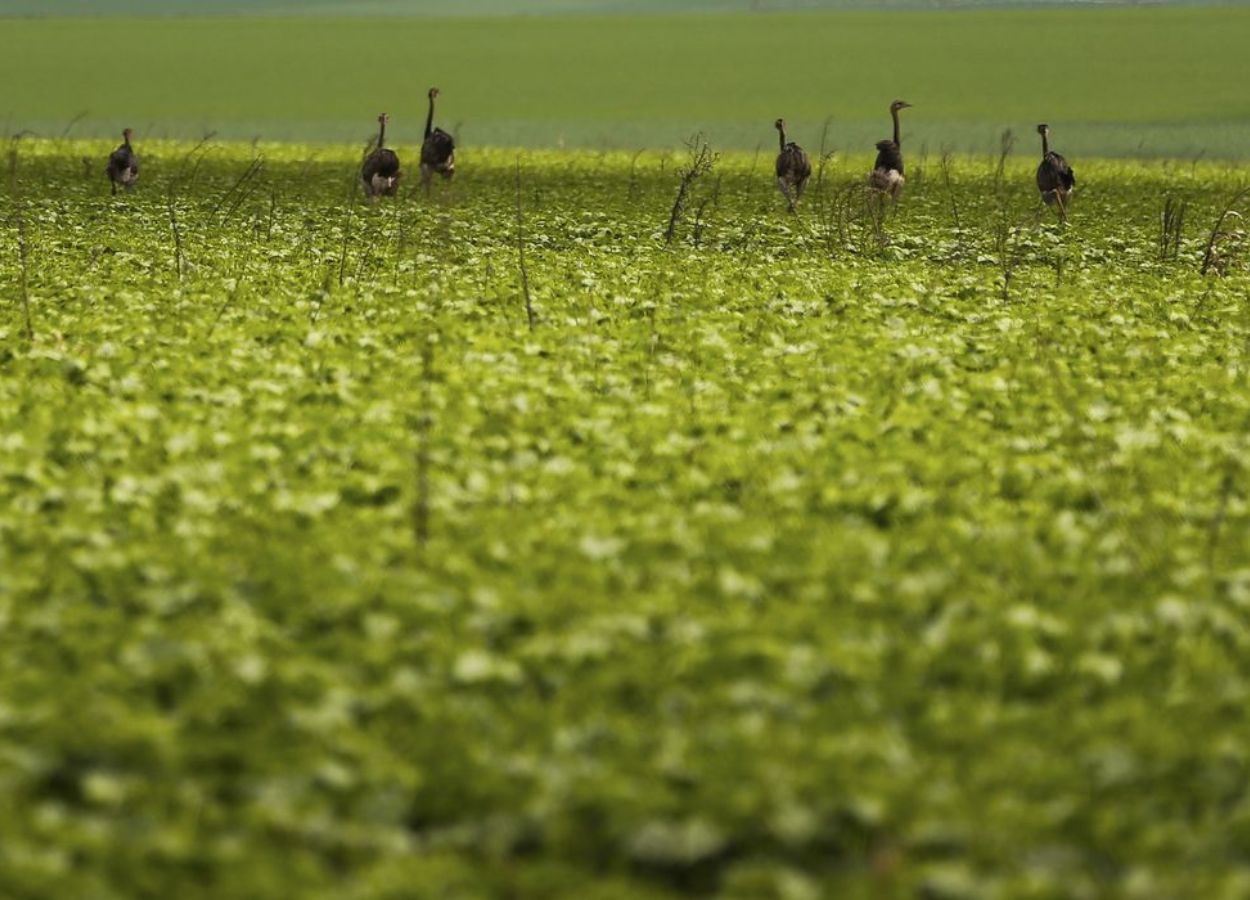 Proagro exigirá fotos georreferenciadas em vistorias