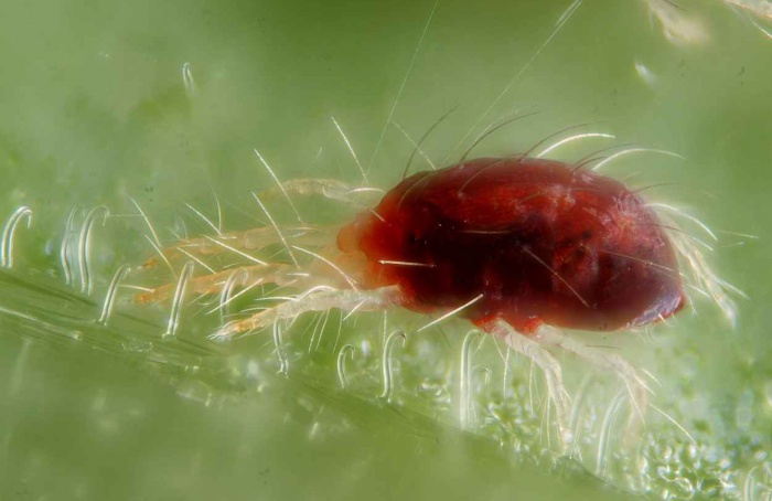 Gene amplia tolerância do ácaro-rajado ao bifenazato