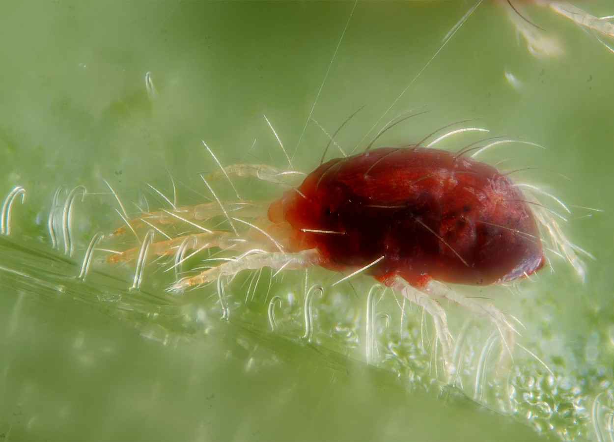 Gene amplia tolerância do ácaro-rajado ao bifenazato