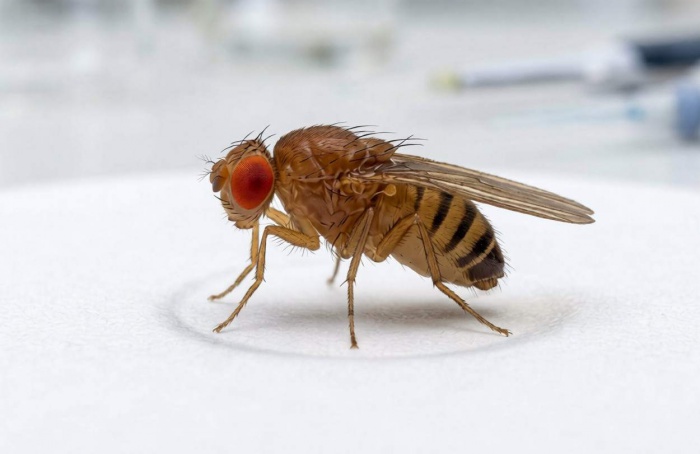 Método indica como mosca-das-frutas usa memória para escolher odores