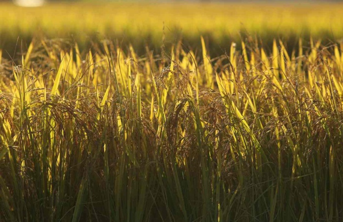 Federarroz entra em plantão para enfrentar a crise do arroz