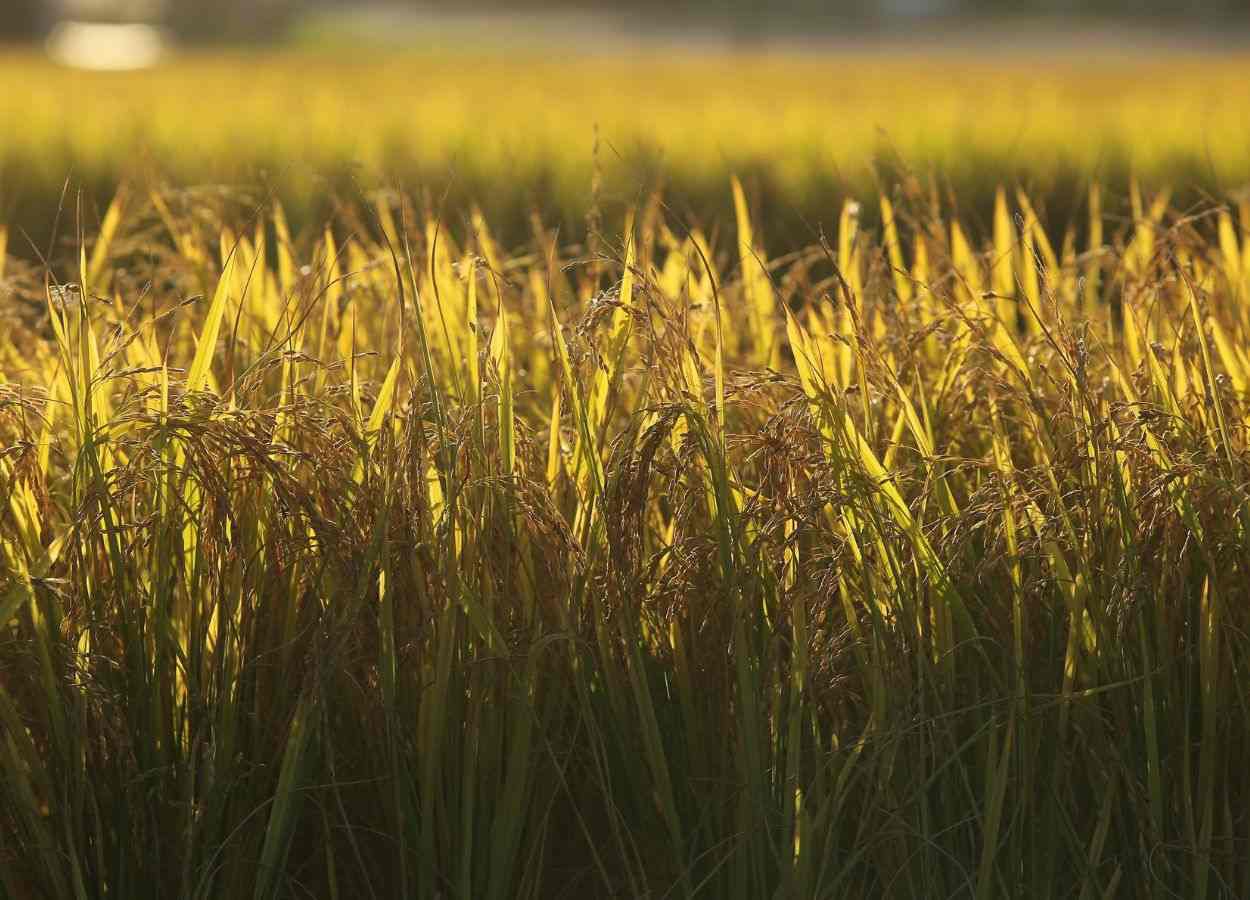 Federarroz entra em plantão para enfrentar a crise do arroz