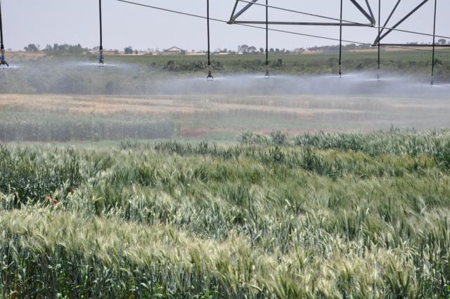 Trigo irrigado: período indicado para plantio começa no próximo mês