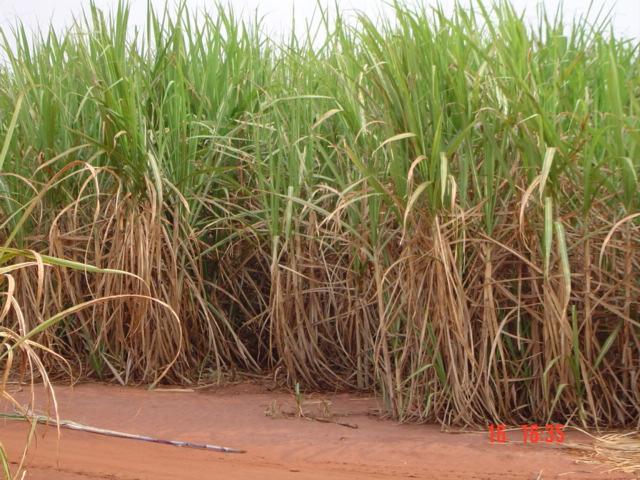 Copla Campo apresenta tecnologias da DuPont para a cultura da cana-de-açúcar