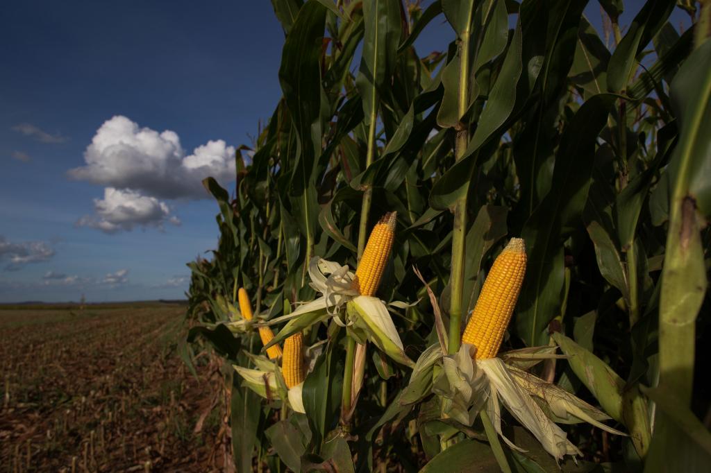 Preços do milho registram alta de 11% em outubro