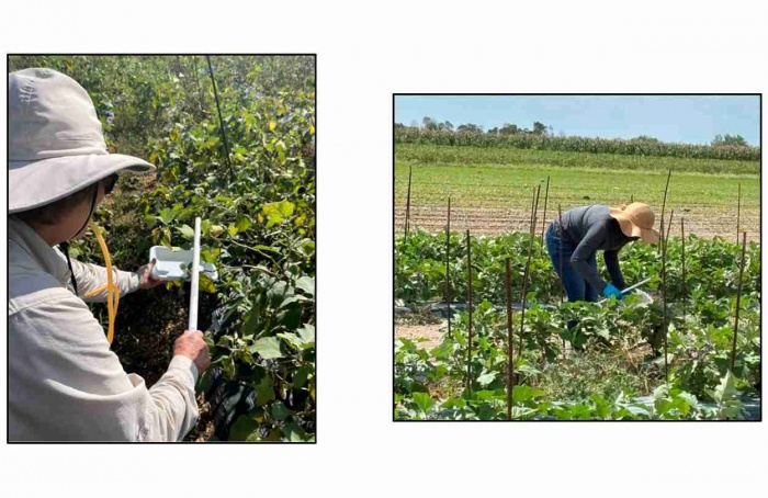 Técnica com álcool acelera detecção de Amrasca biguttula