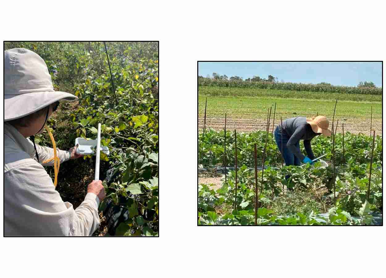 Alcohol-based technique speeds up detection of Amrasca biguttula