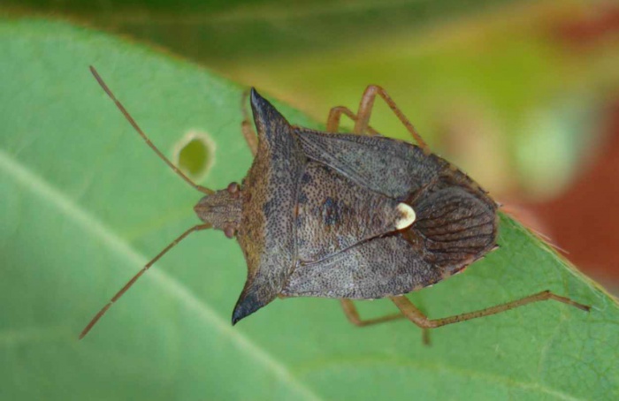 Percevejo reduz qualidade do feijão no enchimento de grãos