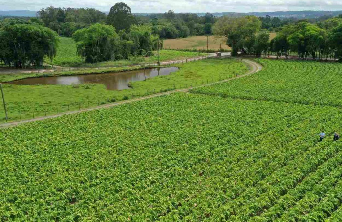 Relatório do SindiTabaco propõe novo olhar para o futuro