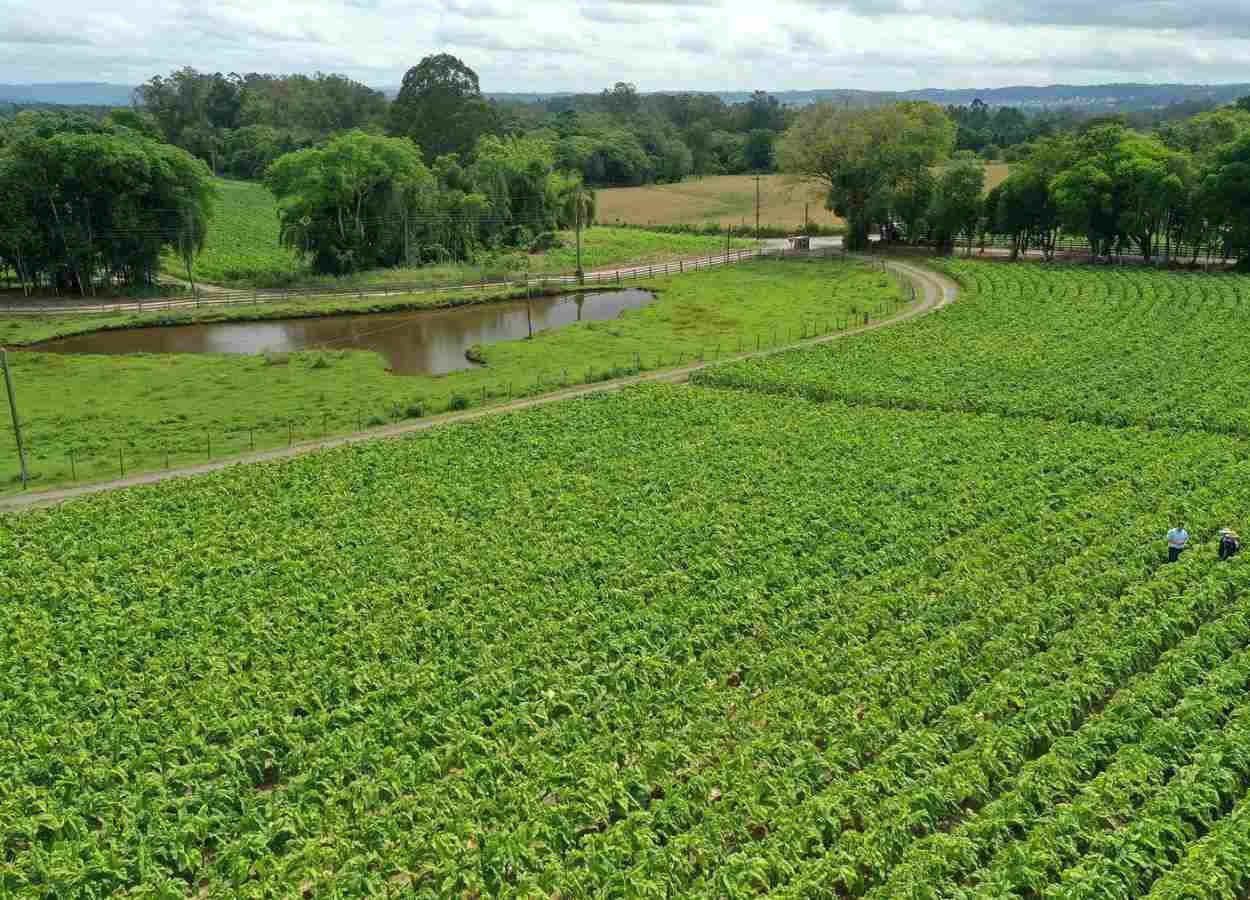 Relatório do SindiTabaco propõe novo olhar para o futuro