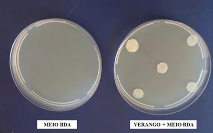 Figura 11 - Meio de cultura batata-dextrose-ágar (BDA) e com Verango Prime (Fluopiram), demonstrando ausência de contaminação