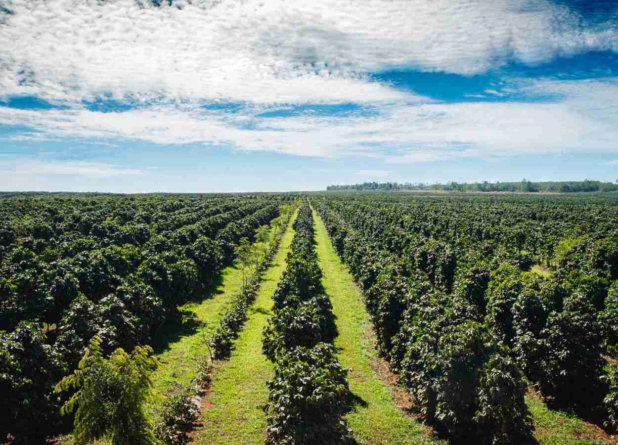 Coffee investment in São Paulo 2025