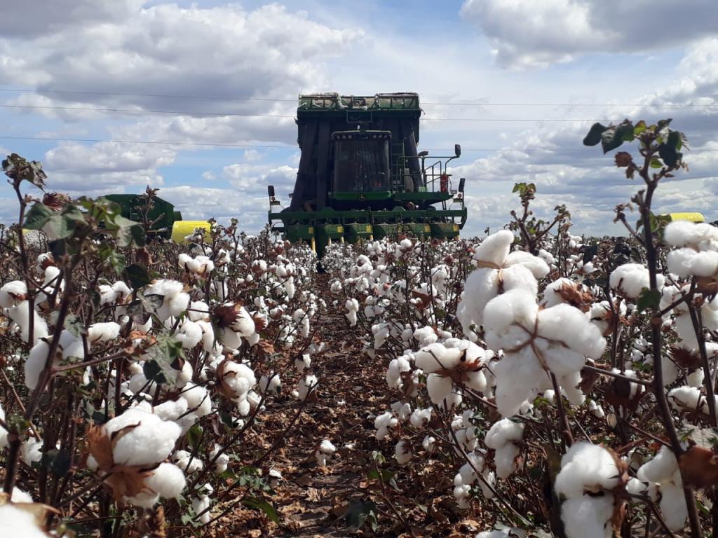Produtividade, qualidade “premium” e perspectiva de aumento de área marcam início da colheita do algodão na Bahia