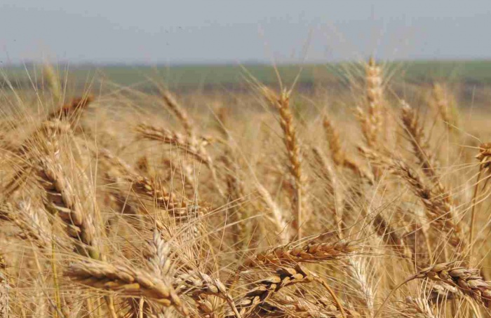 Domesticação inicial selecionou trigos mais competitivos por luz e espaço