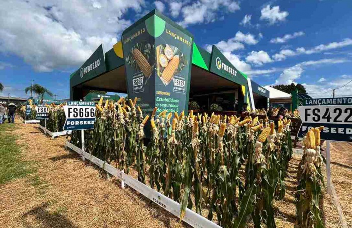 Forseed lança híbridos FS422 e FS656