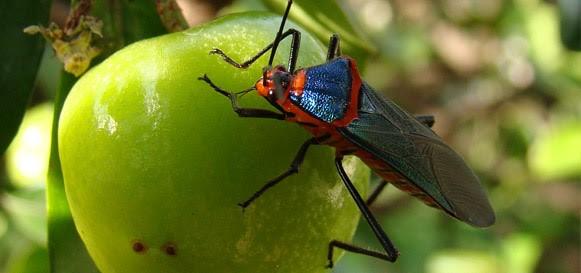 II Encontro de Entomologia e Conservação da Biodiversidade ocorre em outubro