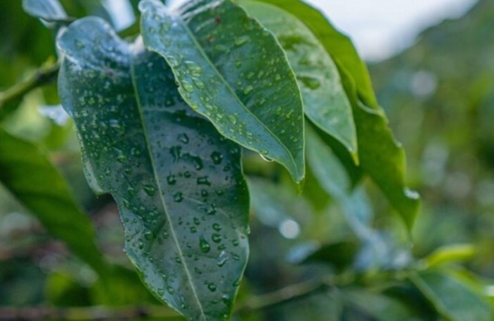 Condições climáticas devem favorecer lavouras do ES em novembro