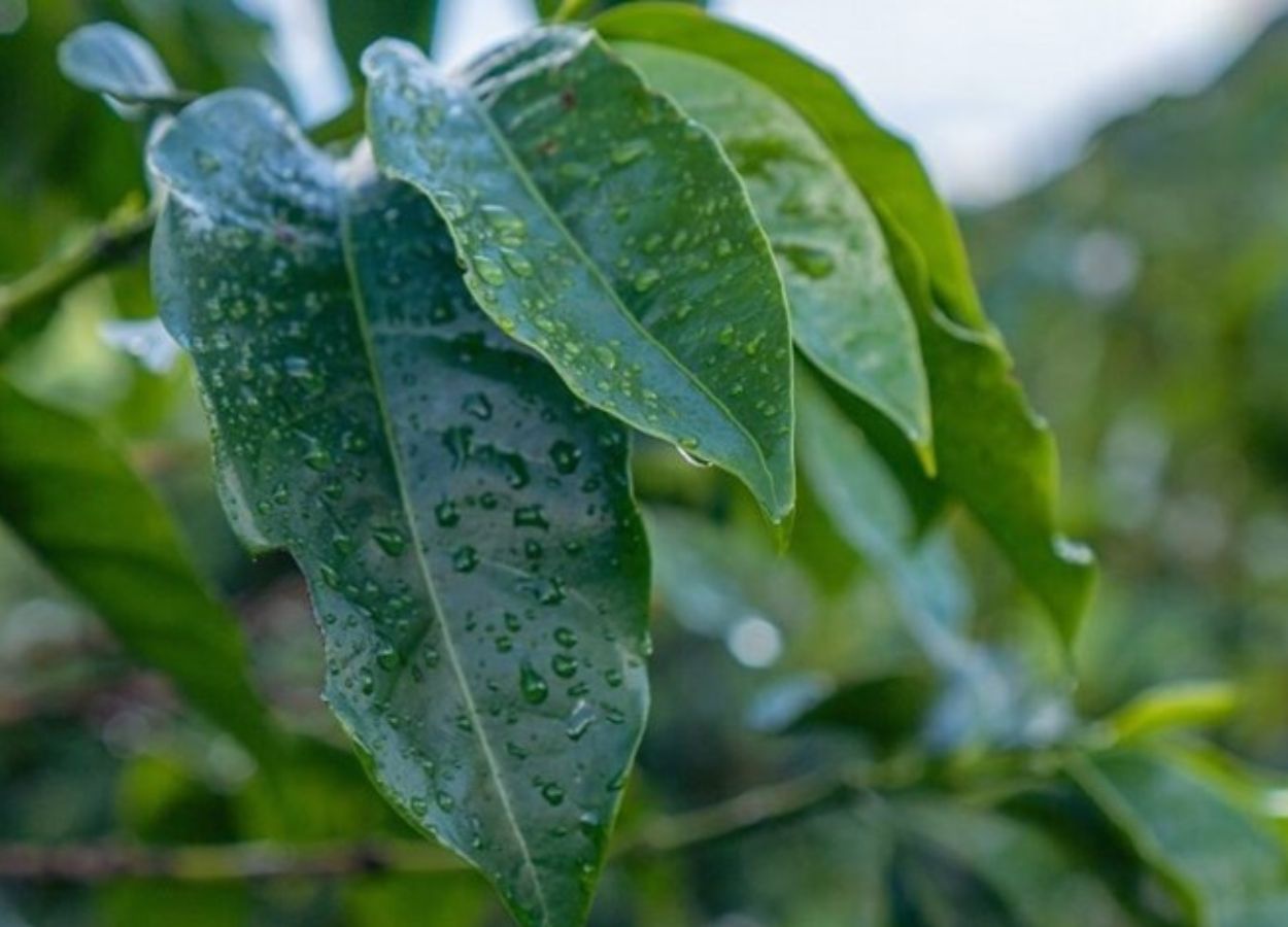 Las condiciones climáticas deberían favorecer los cultivos en Espírito Santo en noviembre.