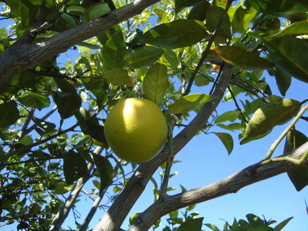 UFSCar e Fundecitrus desenvolvem estudos na área de repelentes naturais para controle do inseto transmissor do greening