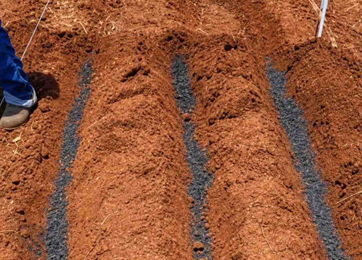 Resíduo agroindustrial ganha uso como fertilizante
