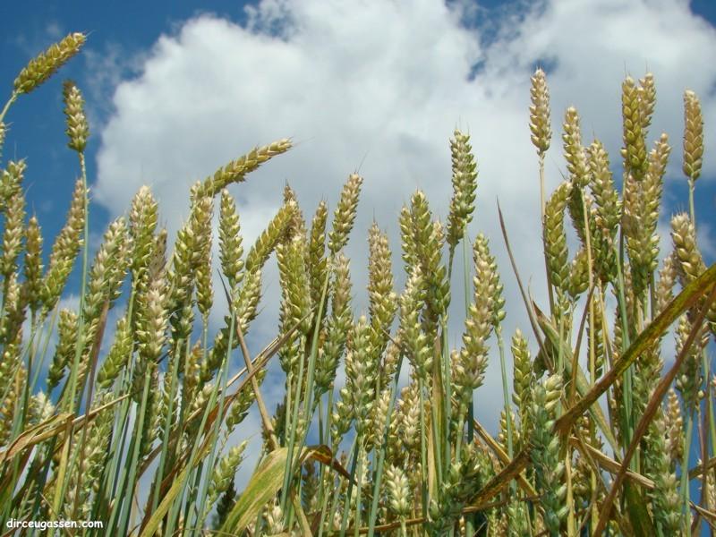 Fundação Pró-Sementes e Sistema Farsul divulgam resultado de Ensaios de Cultivares de Trigo