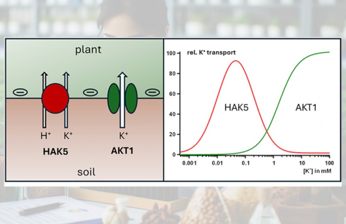 HAK5 pode ser chave para a eficiência do potássio em plantas