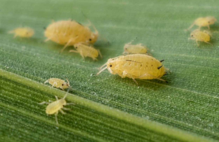 Proteína salivar favorece pulgão-do-sorgo e reduz defesa vegetal