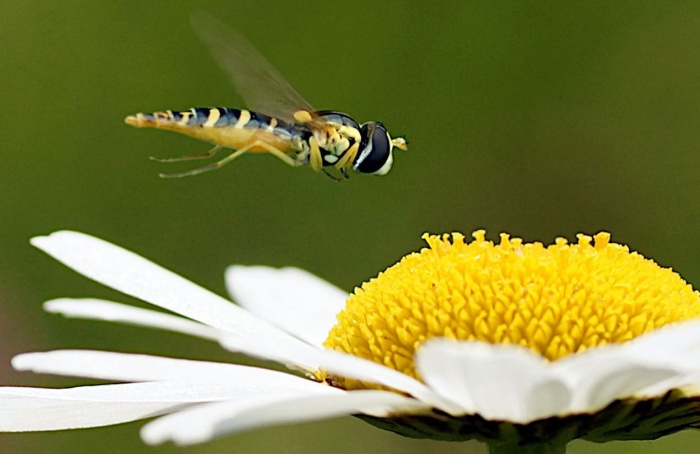 Les fleurs jouent un rôle important dans la lutte contre les ravageurs agricoles