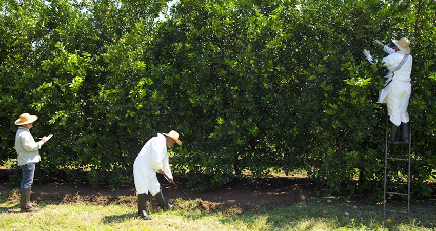 Fundecitrus inicia a derriça para estimar a safra de laranja 2022/2023
