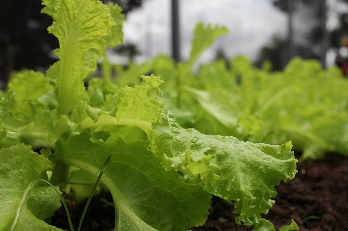 Técnicas para melhor produção de hortaliças é tema de cursos no Pará