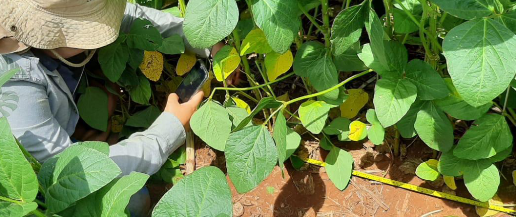 Manejo digital de pragas da soja pode gerar economia de R$ 81/ha