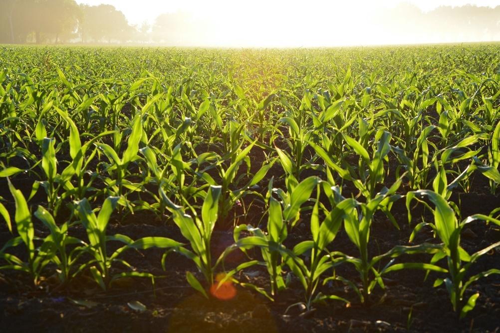 Agricultura 4.0 provoca novos movimentos para aumentar a produção e manter a sustentabilidade