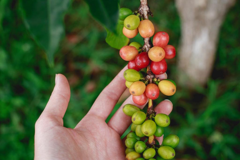 Pacote tecnológico utilizará imagens de satélite para ajudar cafeicultor a assegurar lavoura