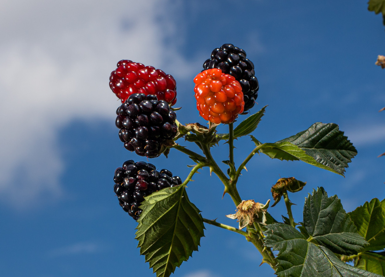 Foto:&nbsp;Wenderson Araujo