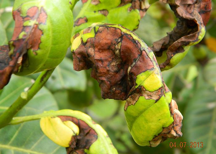 Fungicida Totalit IHARA para Hortifruticultura