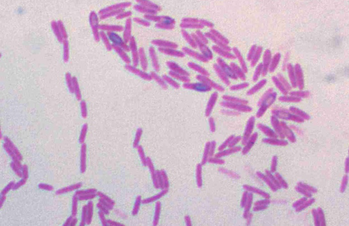 Bactéria reduz mancha-foliar e afeta lagarta-do-cartucho