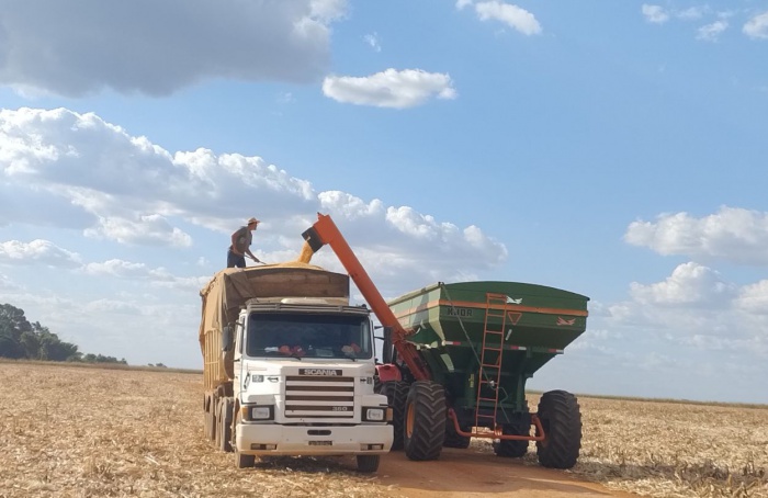 Risco de geada gera preocupação aos produtores de milho do Mato Grosso do Sul