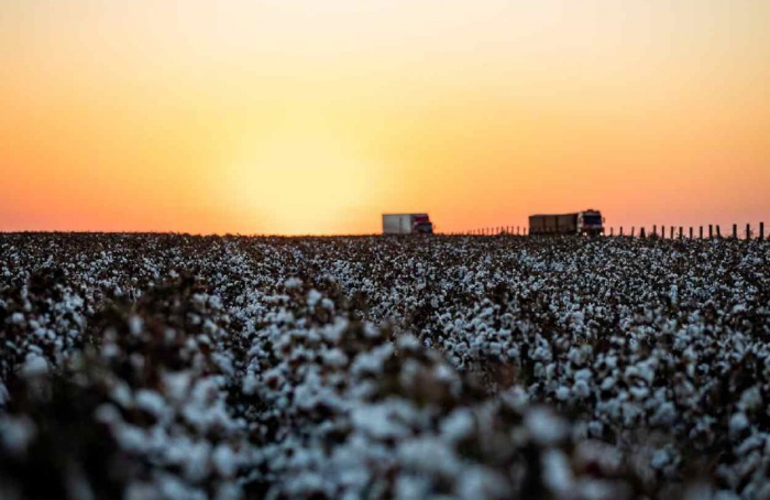 Indea alerta para fim do prazo de plantio do algodão em Mato Grosso