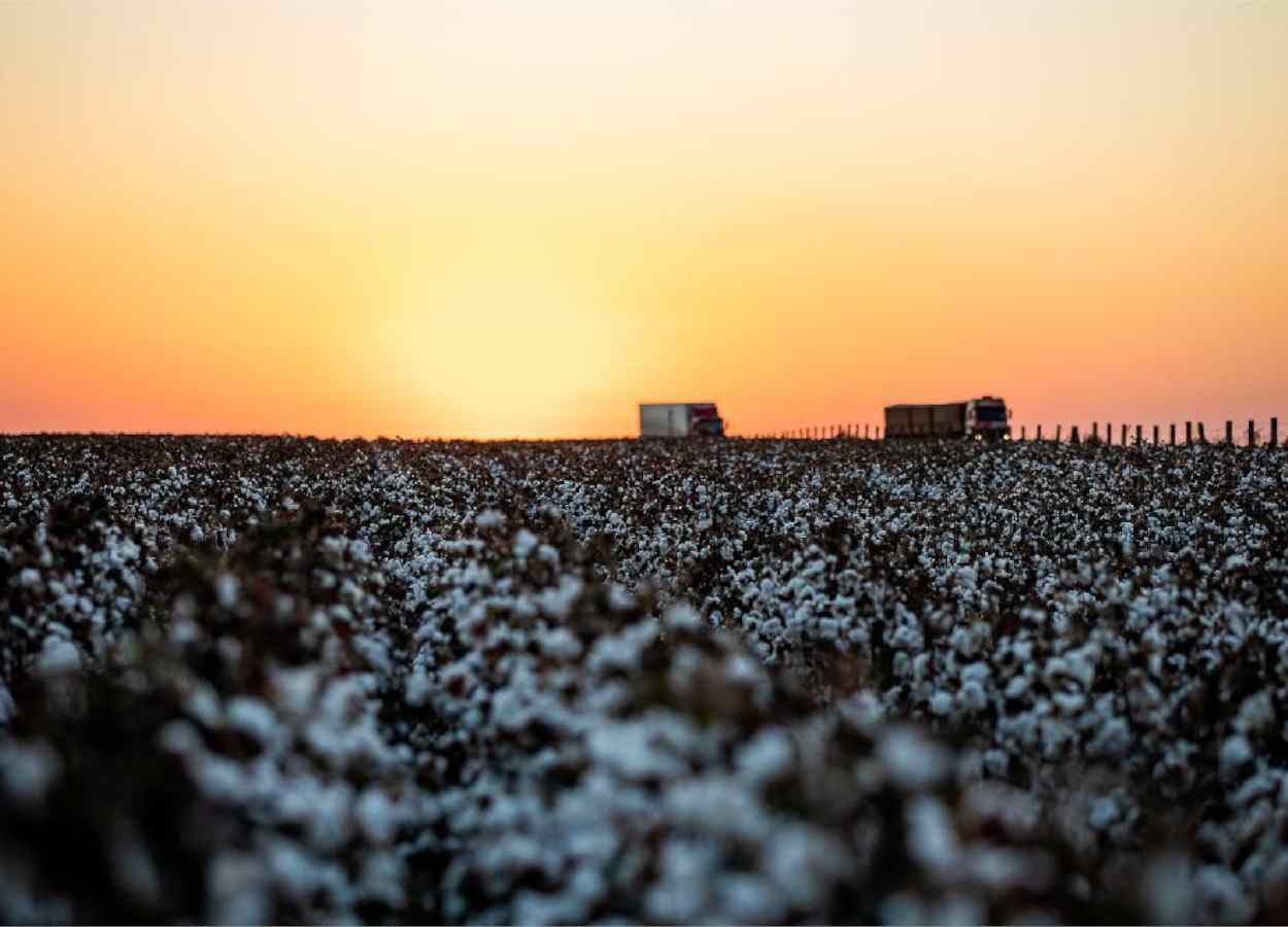Indea alerta para fim do prazo de plantio do algodão em Mato Grosso