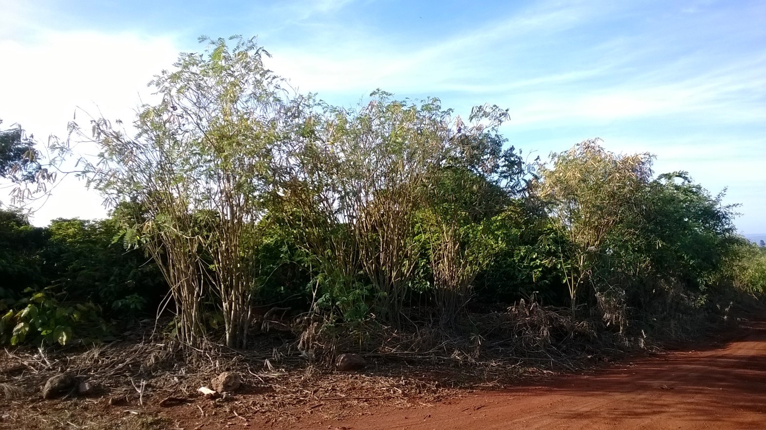 Figura 3 - Consorciação de plantas de café com Tephrosia sp. em lavoura comercial no município de Grandes Rios, PR. Foto: Andressa C. Z. Machado