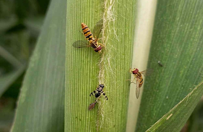 Sirfídeos reduzem pulgão-do-sorgo em lavouras de Minas Gerais