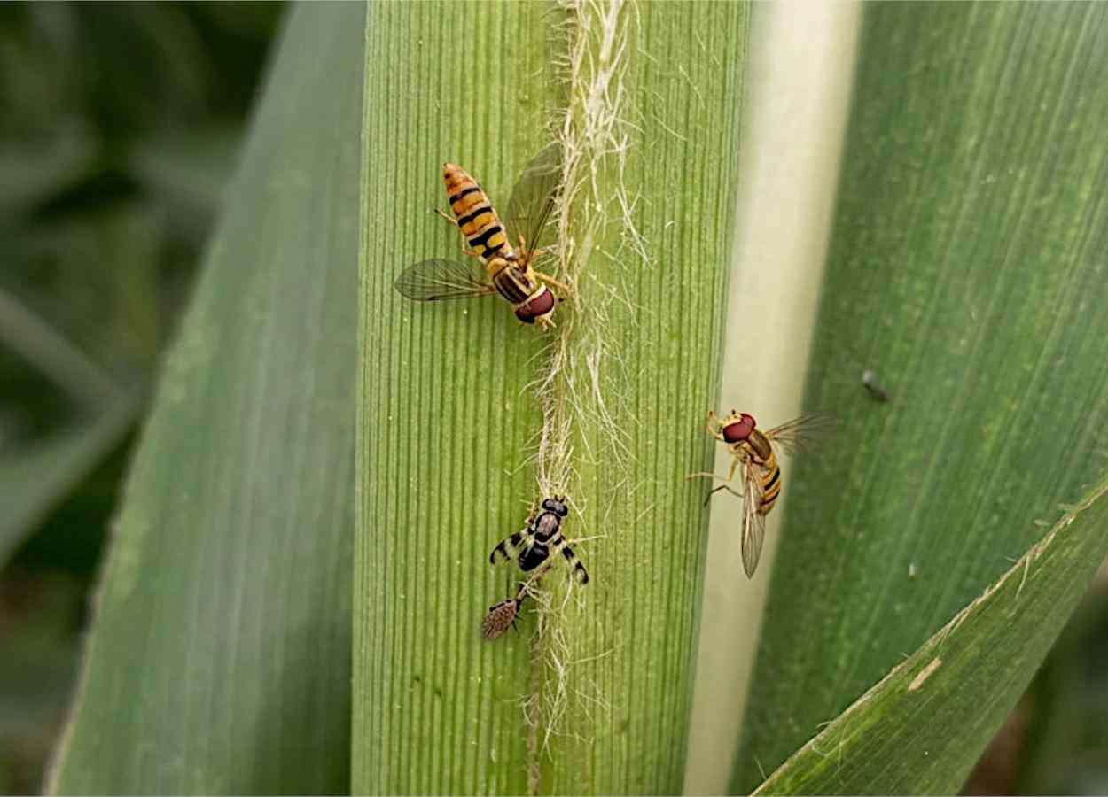 Sirfídeos reduzem pulgão-do-sorgo em lavouras de Minas Gerais
