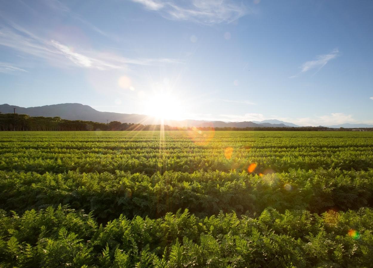 Rio Grande do Sul terá tempo firme e temperaturas amenas nos próximos dias