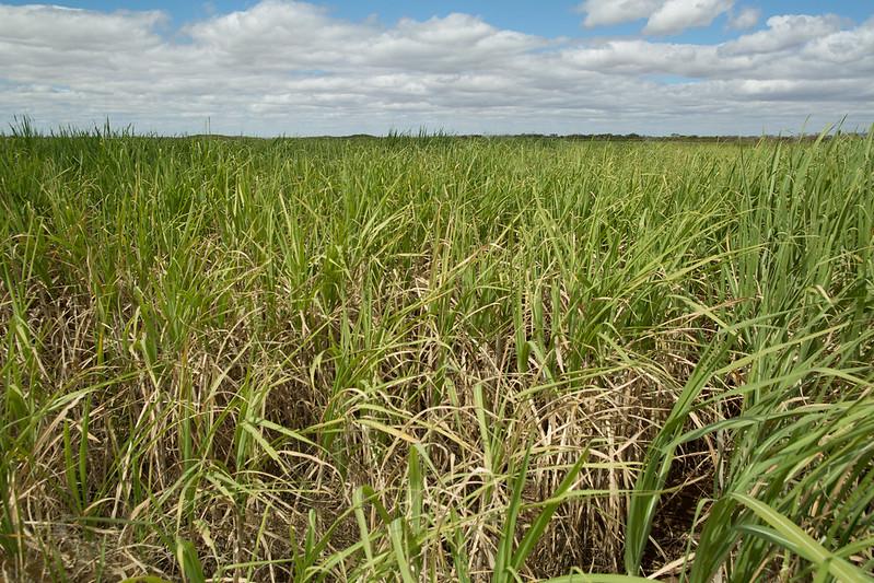 Resíduo da produção de etanol pode virar fertilizante agrícola